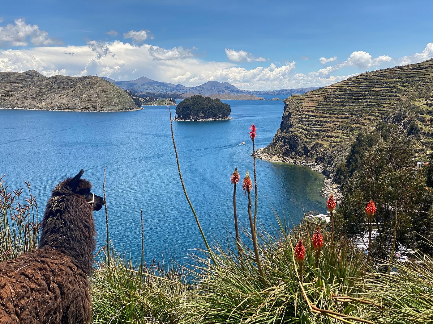 Llama (Lama glama)Lake Titicaca, Isla del Sol, Bolivia