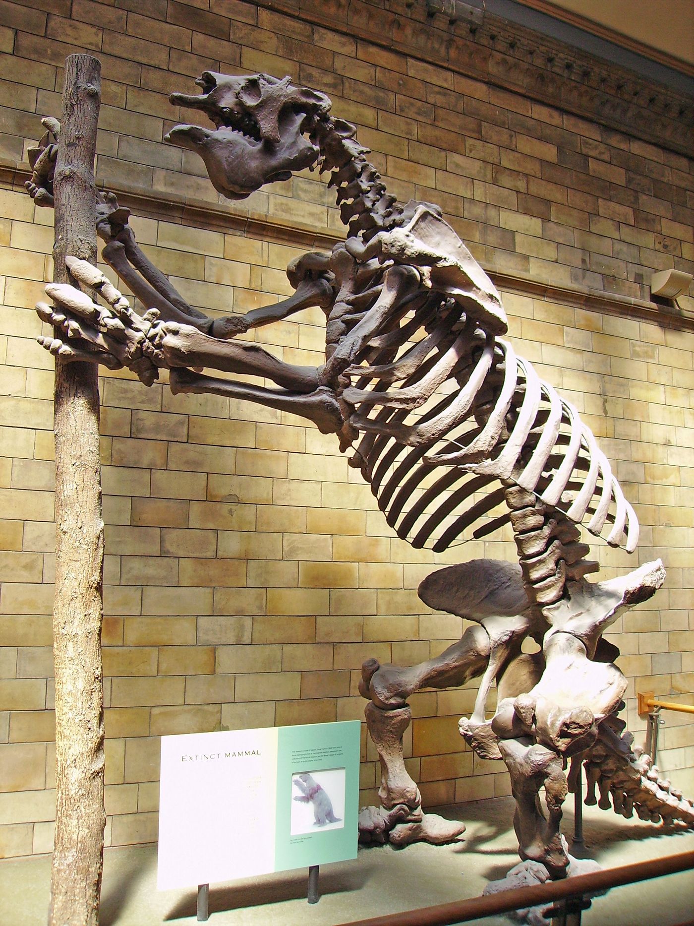 Megatherium americanum, an extinct giant ground sloth, Natural History Museum, London — the animal behind the 'surviving sloth' idea