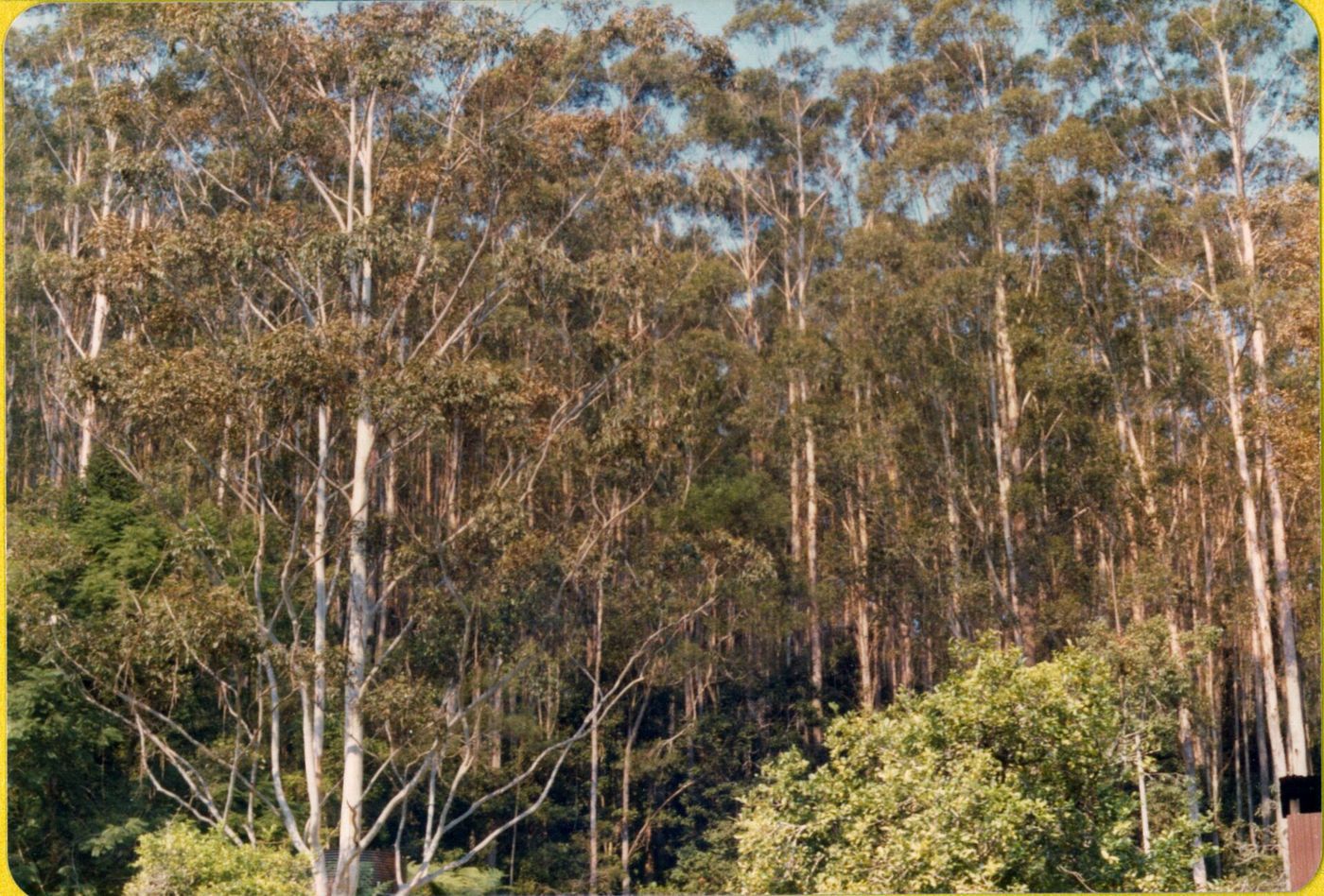 Wet sclerophyll eucalypt forest, New South Wales — the kind of bush where yowie reports are set